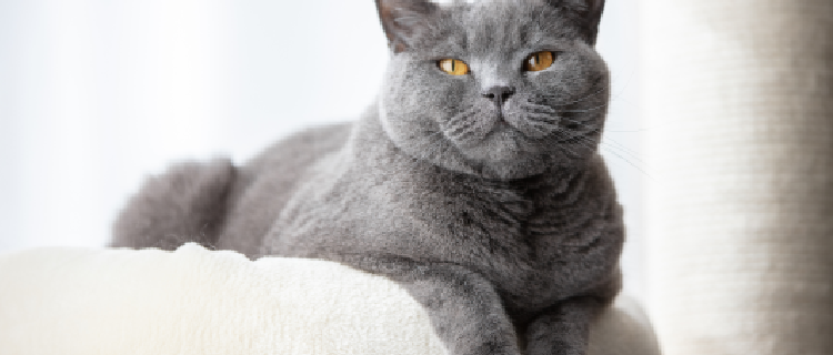 6 dicas para seu gato possuir pelos saudaveis Sweet Friend