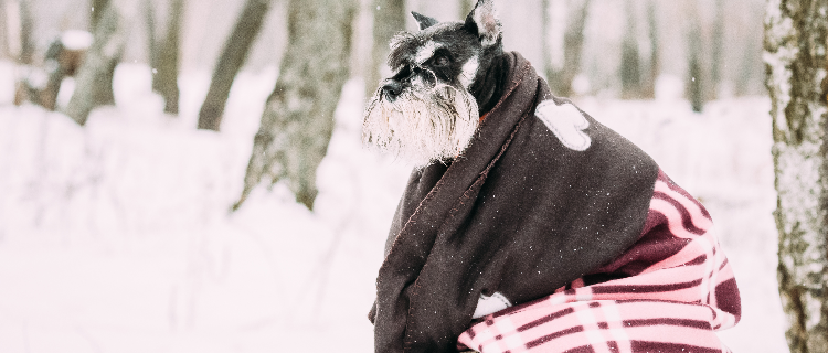 4 dicas para cuidar de animais no inverno Sweet Friend