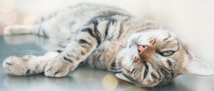 5 mitos sobre gatos Sweet Friend