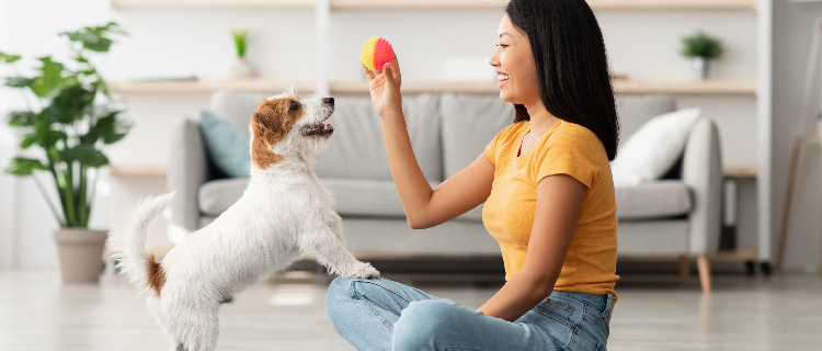 beneficios da interacao humano animal Sweet Friend