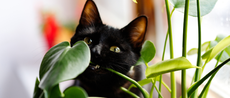 conheca quais plantas sao toxicas para os gatos Sweet Friend
