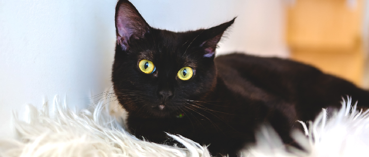 dia da apreciacao do gato preto Sweet Friend