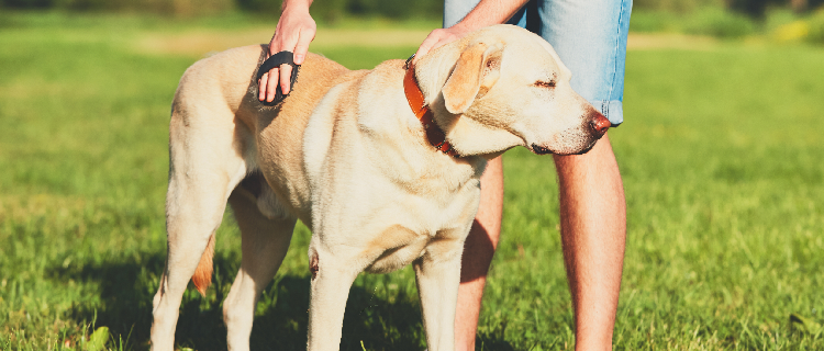 dicas para manter a pele e pelagem do seu pet saudavel Sweet Friend