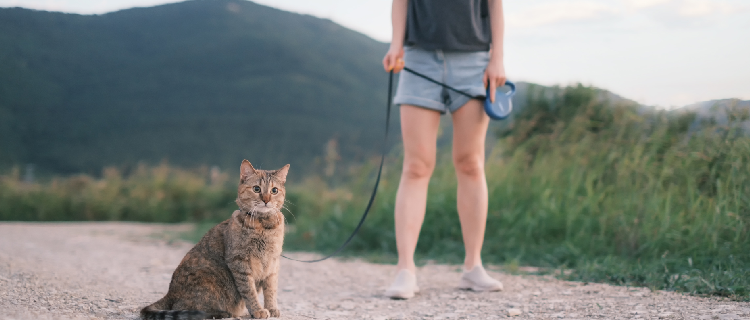 dicas para passear com gatos Sweet Friend