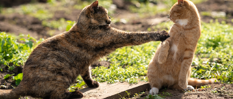 gatos brigando o que fazer Sweet Friend