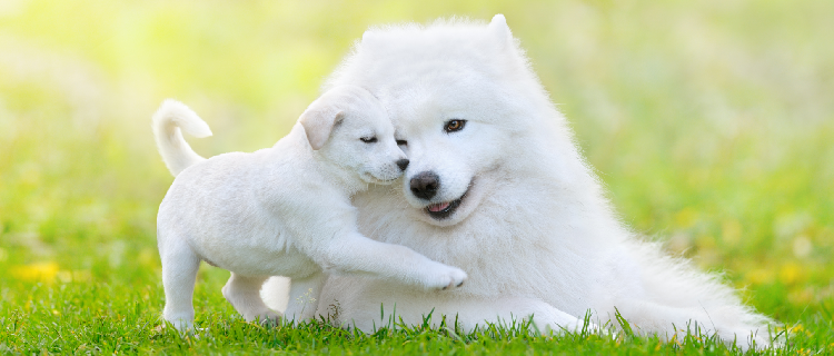 produtos naturais para caes e gatos por que utilizar Sweet Friend